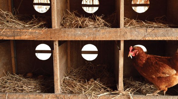 Chicken in a nesting box