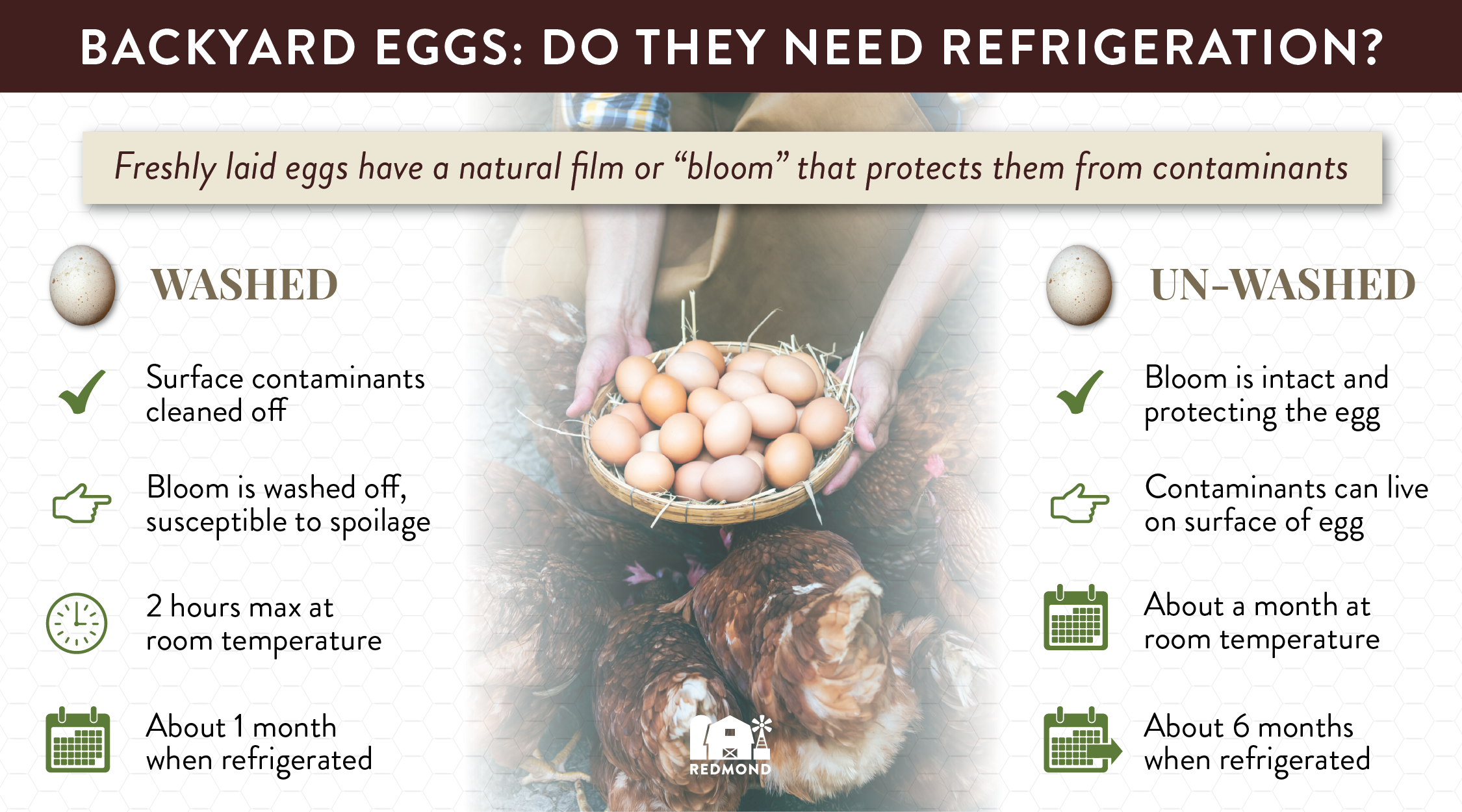 Do freshly laid eggs need refrigeration