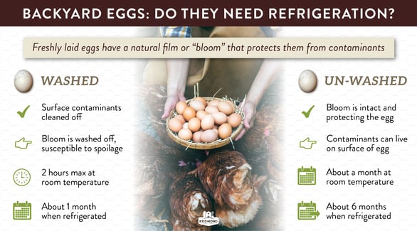 Do backyard eggs need to be refrigerated?
