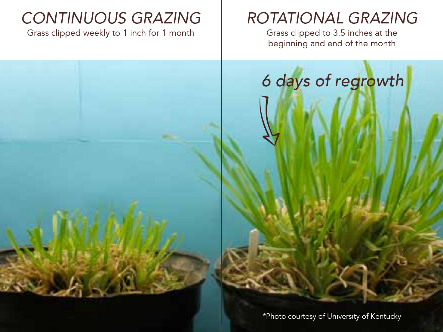 Rotational Grazing growths healthier pastures