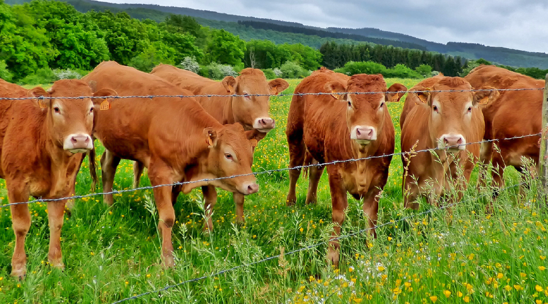 Cattle Rotational Grazing