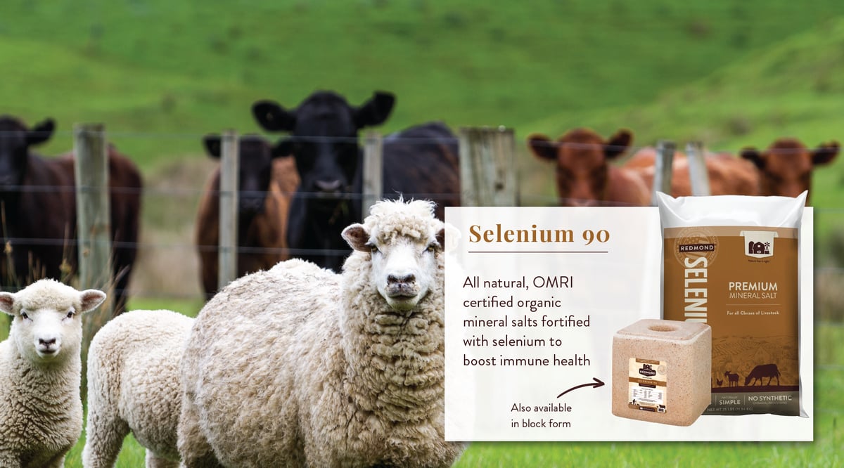 Selenium and Immunity-04-2