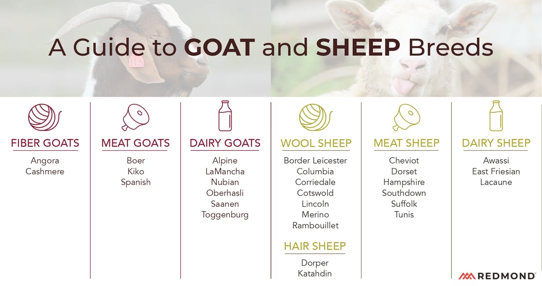 Different goat and sheep breeds and what they are raised for