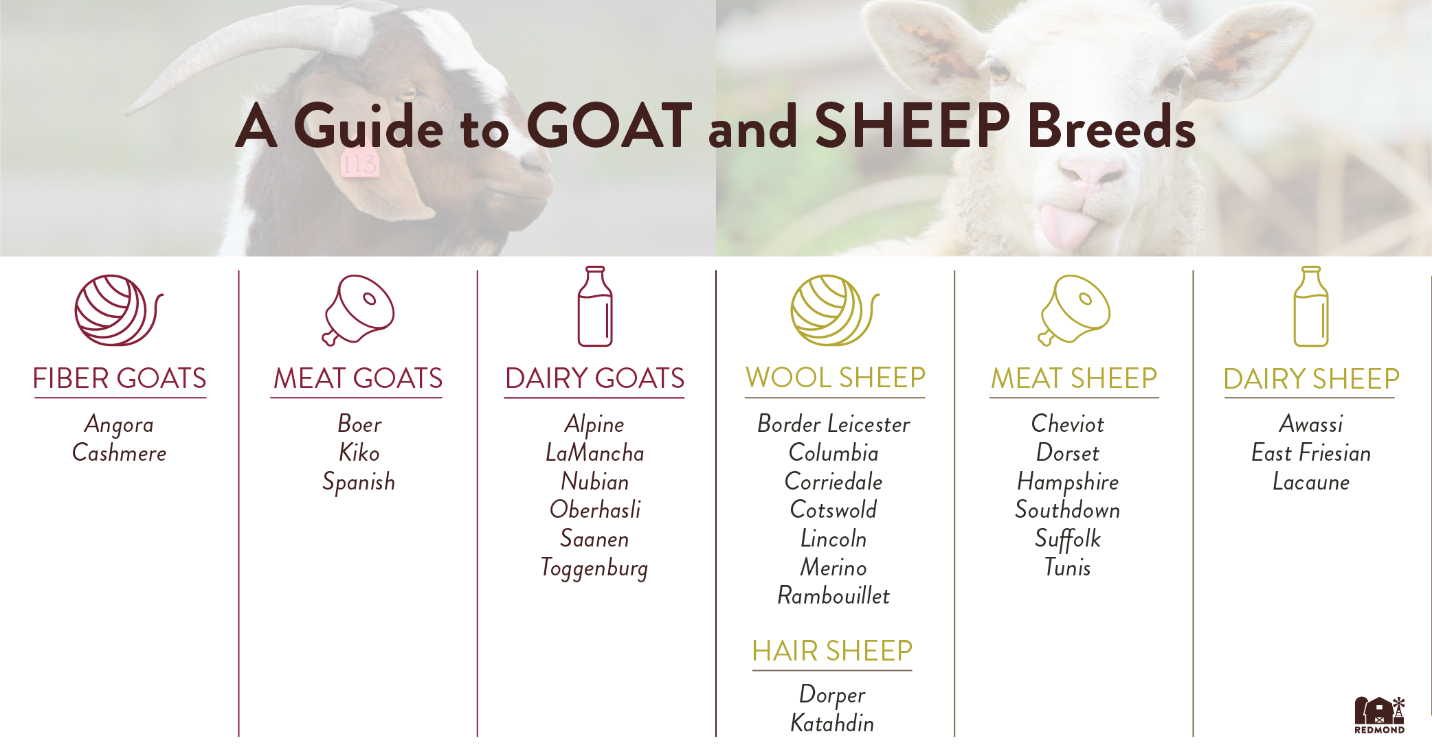 Goat and sheep breeds for milk, fiber, and dairy