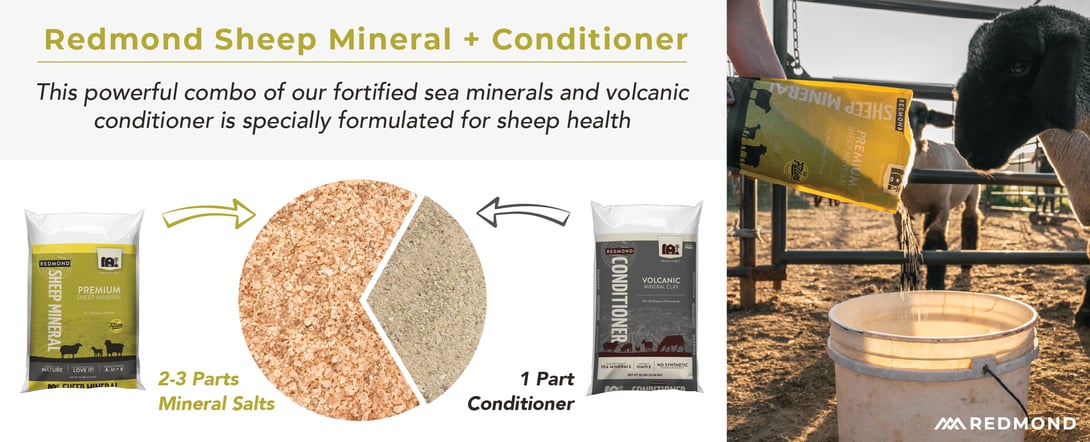 Redmond Sheep Mineral Program