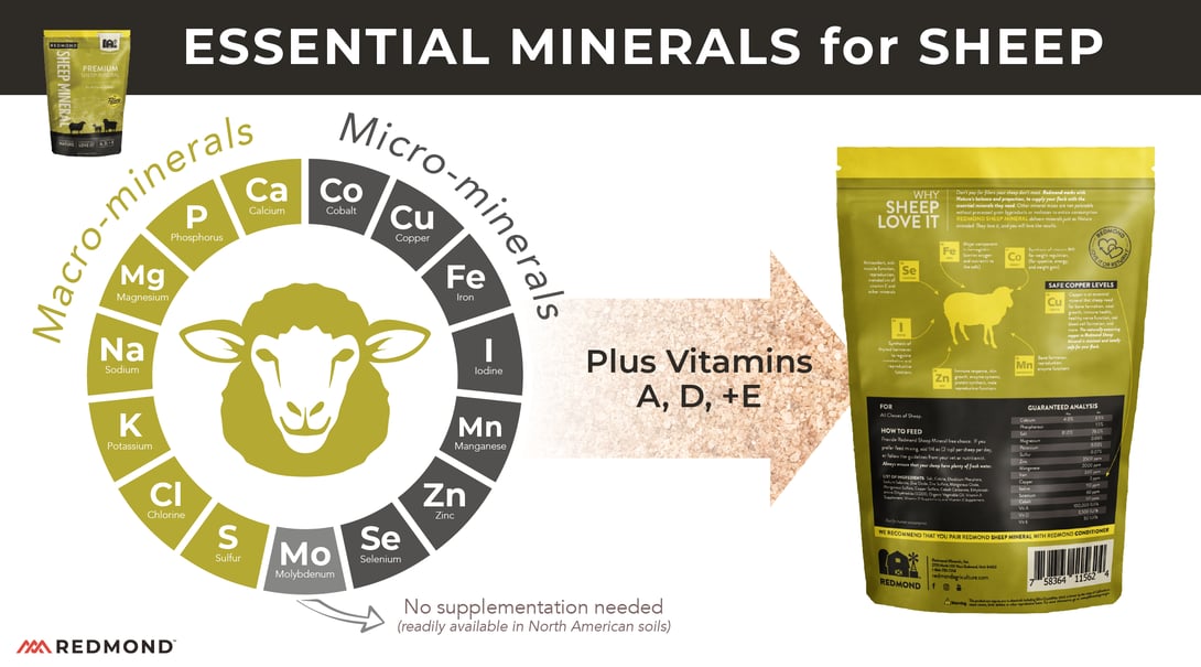 What minerals do sheep need