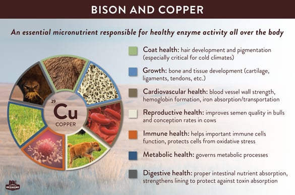 why do bison need copper