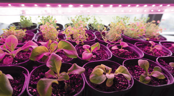 Seedlings under a grow light