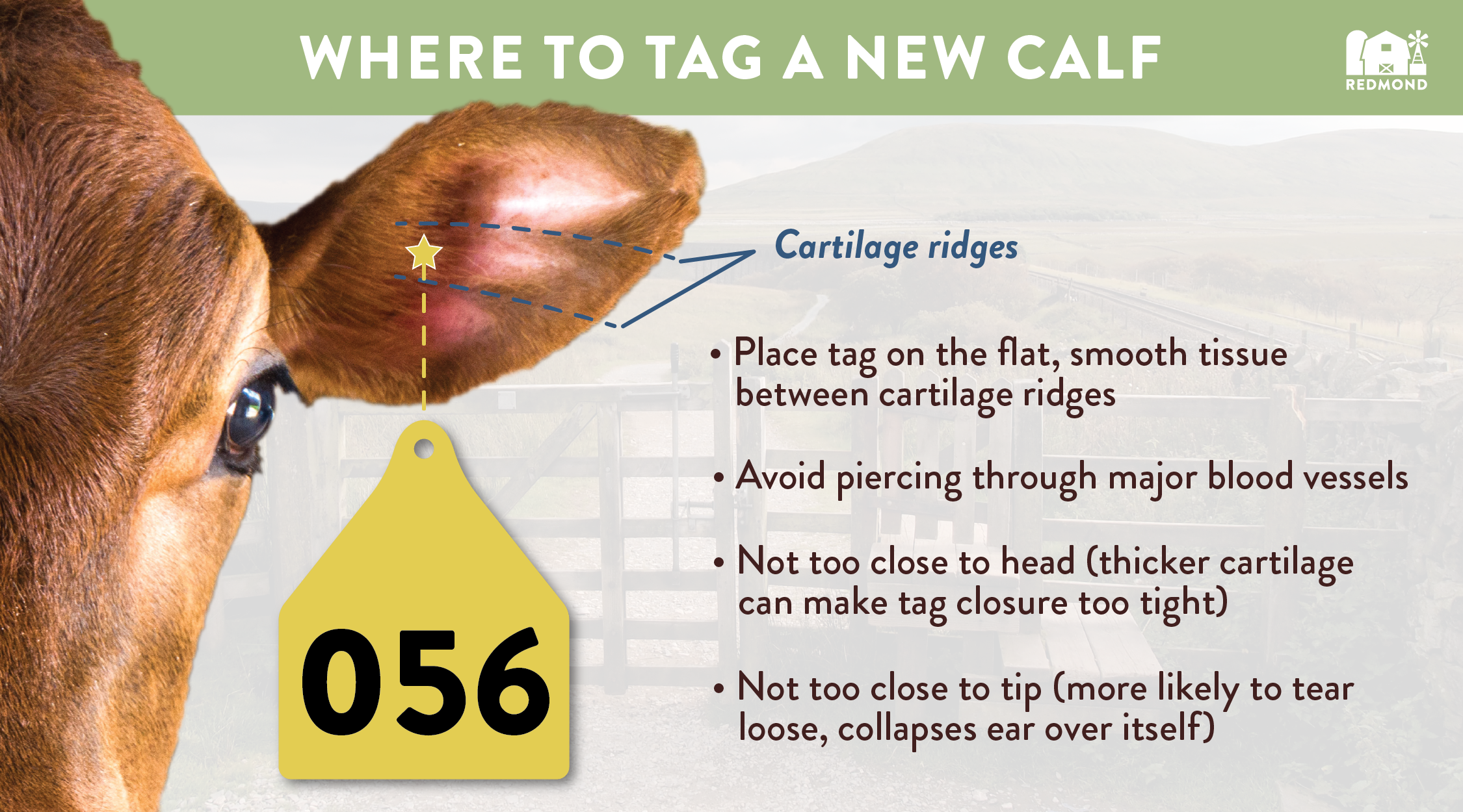 Where to tag a calf