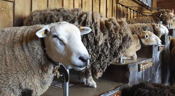 Different sheep breeds