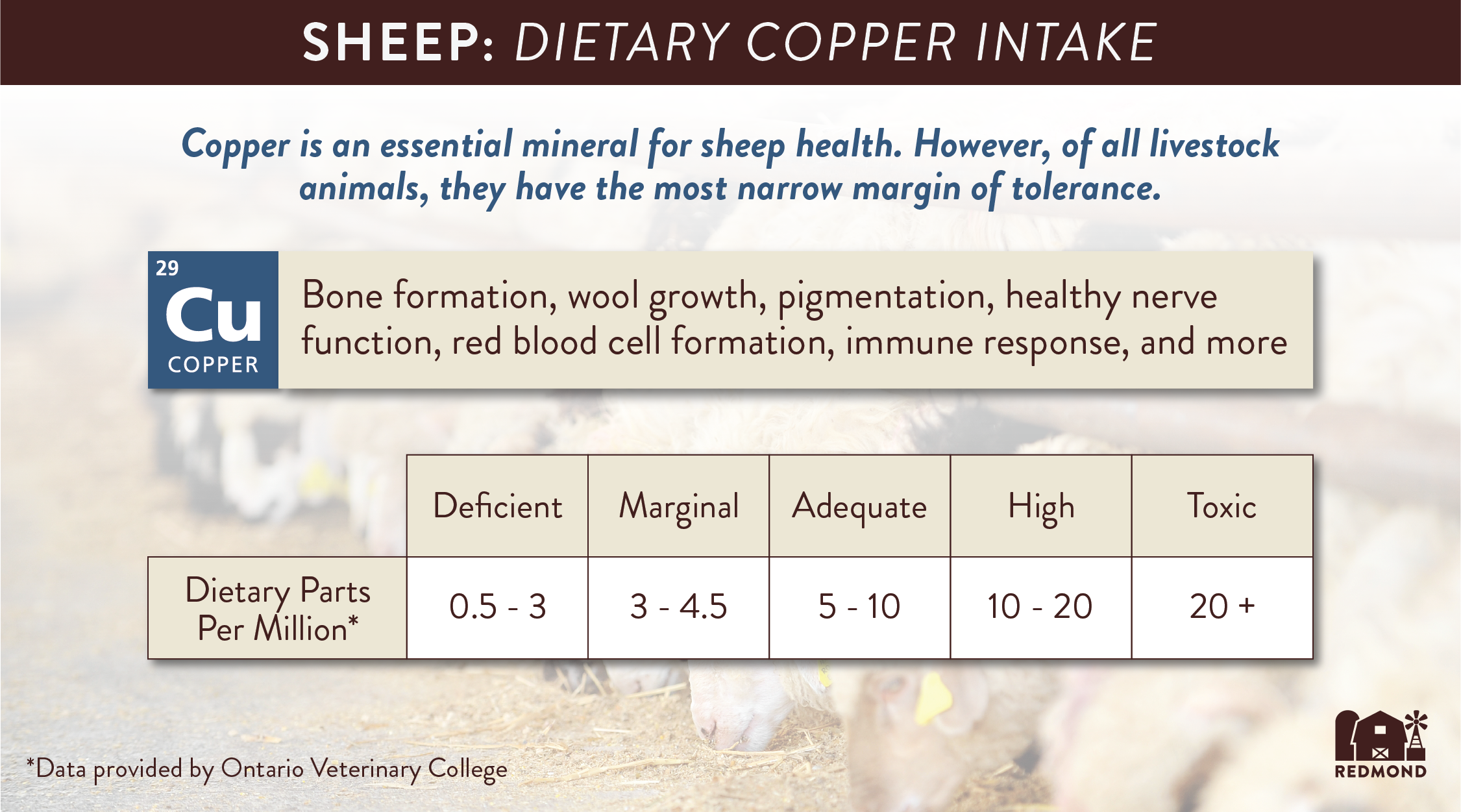How much copper can sheep have