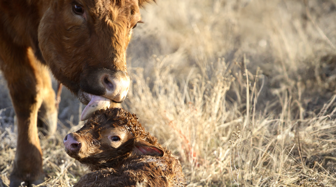 Cow licking and cleaning a newborn calf in a pasture