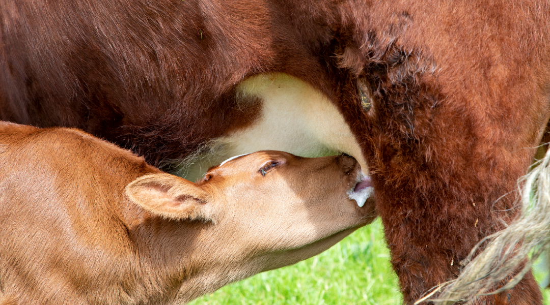 Calf nursing from its mother