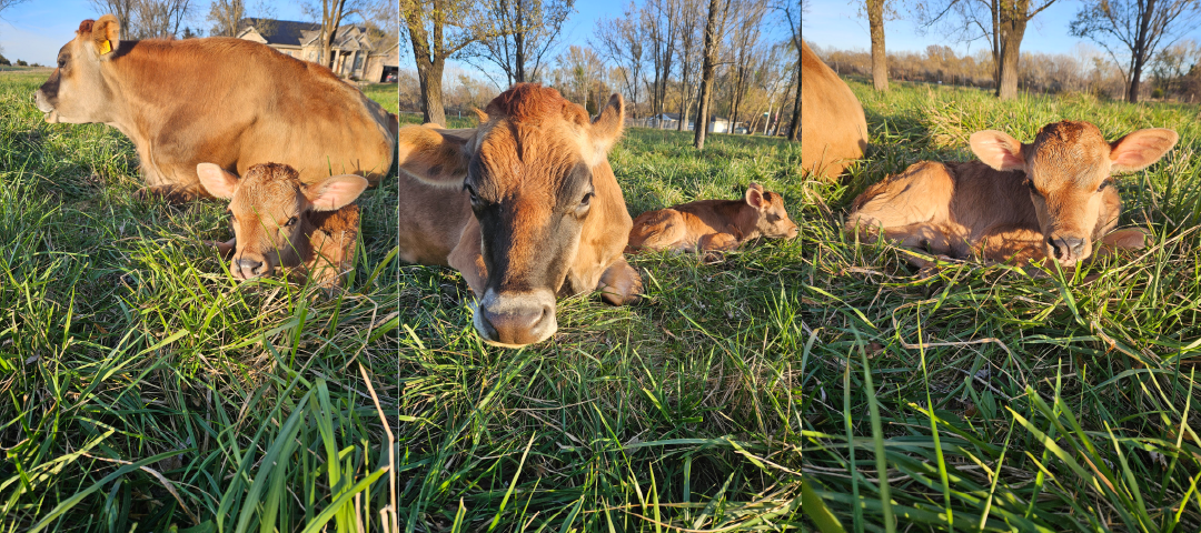 Newborn jersey calf and dam resting in a pasture