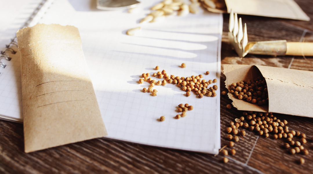 Envelopes of dried seeds