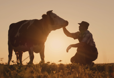 Farmer and cow in field