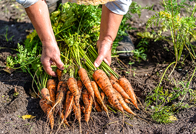 Hands holding a bunch of harvested carrots