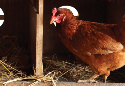 Hen in a nesting box