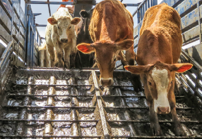 Background calves walking down a ramp on a livestock transport trailer