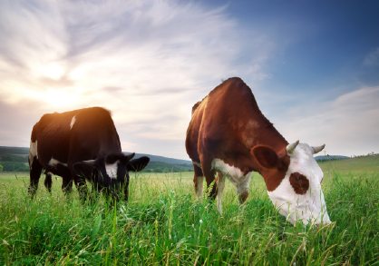 Cattle grazing in a grass pasture