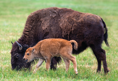 Bison cow and calf grazing