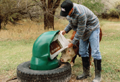 Man pouring Redmond selenium 90 into a mineral feeder for cattle