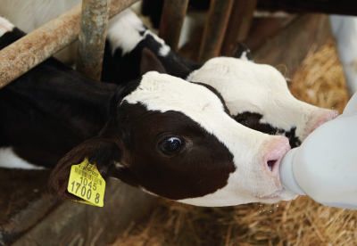 Calf drinking from a bottle