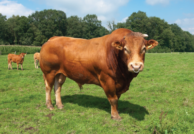 Improving Bull Fertility