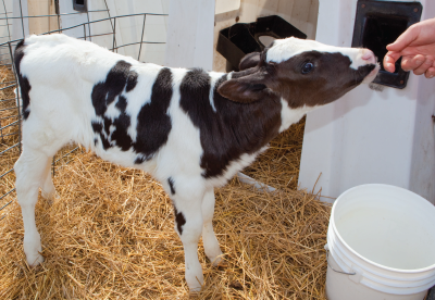 Newborn Holstein Calf