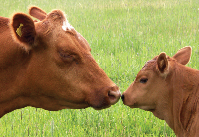 Mother cow and calf