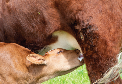 Cow calf nursing