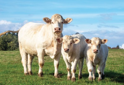 Cow and 2 calves