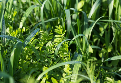 Closeup of legume and non legume cover crops