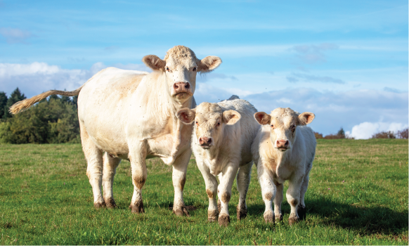 Mother cow and calves