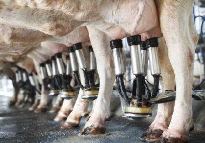 Milking machine on dairy cow udders