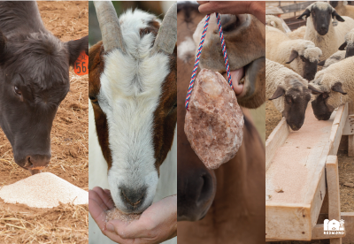 Livestock animals eating Redmond minerals