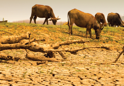 Cattle grazing on parched land