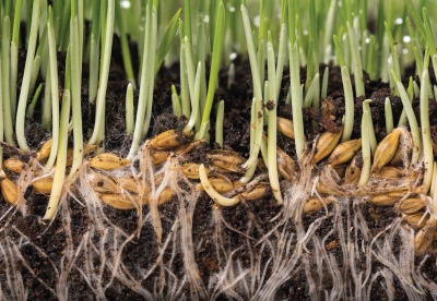 Close up of plant roots growing in soil