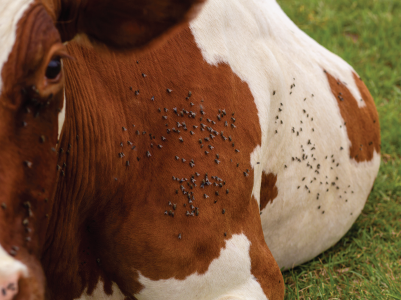 Flies on a cow