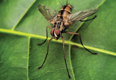 Fly sitting on a leaf