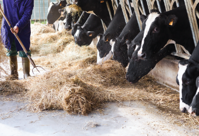 Cows eating dried hay forage