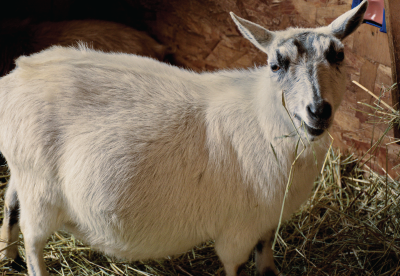 Pregnant goat