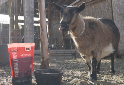 Goat eating Redmond goat minerals