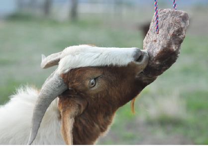 Goat eating Redmond Goat Mineral Rock on a Rope