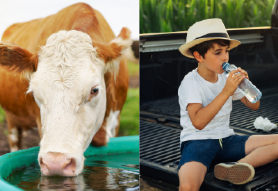 Split image of cow drinking water from a trough and boy drinking water from a bottle on the tailgate of a truck