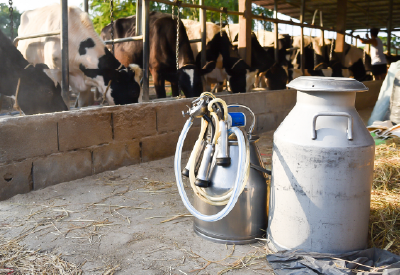 Milking equipment and canister at a dairy farm