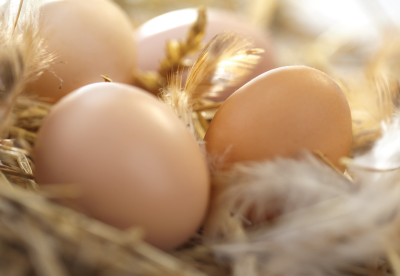 Chicken eggs on a bed of feathers and straw