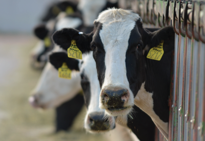 Cattle at a feeding station