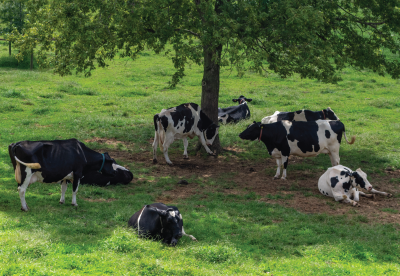 Cattle resting in the shade