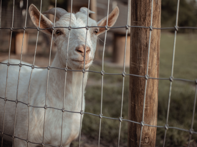 Goat looking through a fence